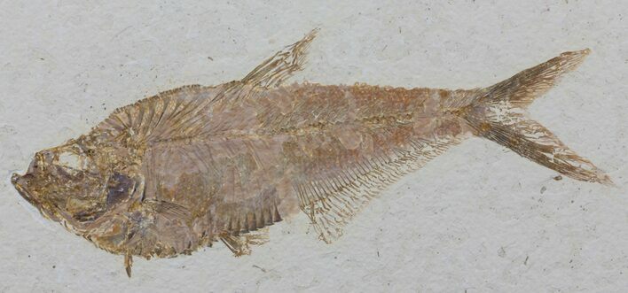 Diplomystus Fish Fossil - Green River Formation #63963